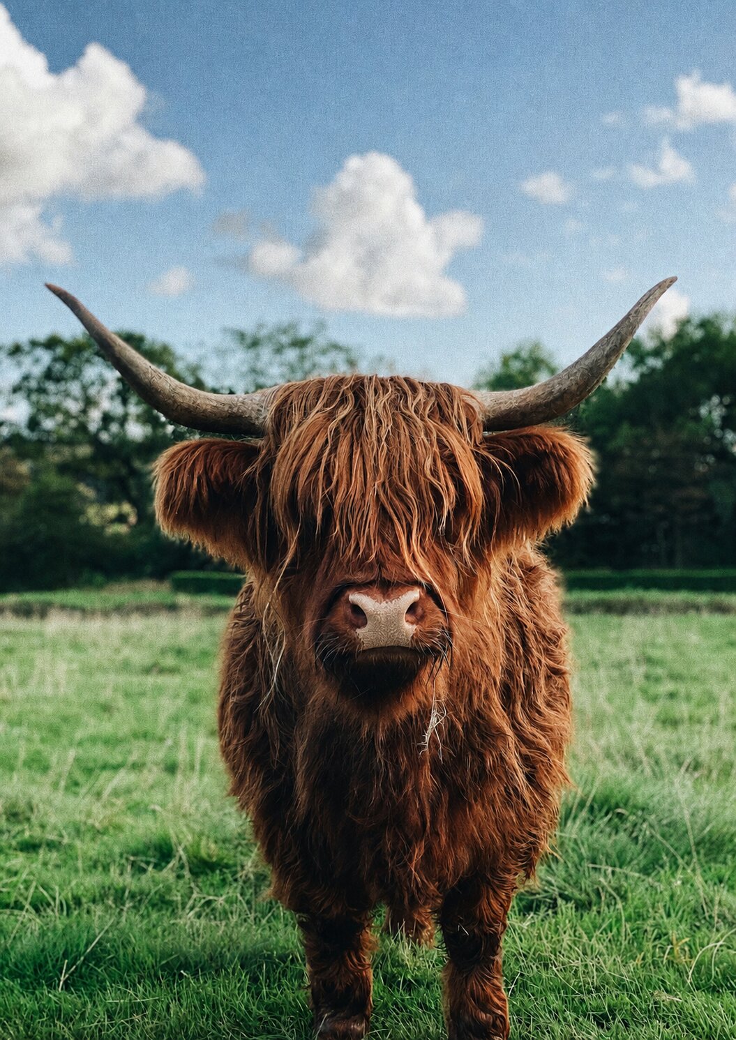 Highland Cow