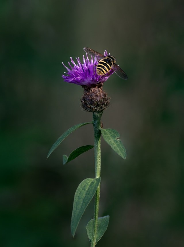 Scottish Thistle
